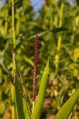 Corn field flower