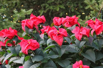 Meadow of red poinsettia flowers in full bloom 