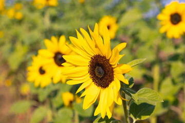 Sunflowers