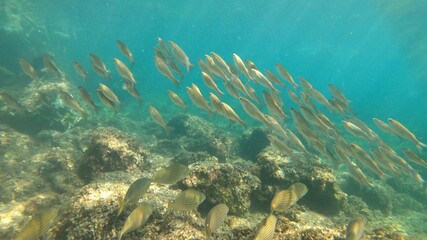 Fototapeta na wymiar snorkeling view of some fish in Menorca