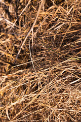 Harvested field