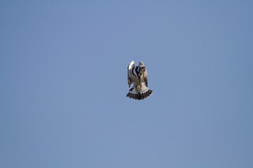 Pied Kingfisher (Ceryle rudis) flaps its wings in the air