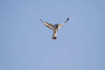 Pied Kingfisher (Ceryle rudis) flaps its wings in the air