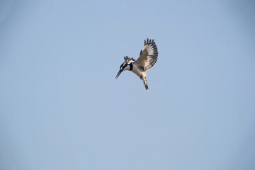 Pied Kingfisher (Ceryle rudis) flaps its wings in the air