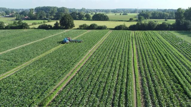 Aerial footage of drone flying over a vegetable field and over a tractor where seasonal workers are picking zucchini courgette