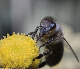 The Dark European Honey Bee, dark bee or black bee busy collecting pollen