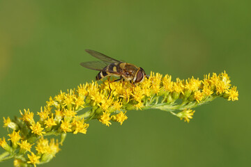 Female hoverfly, Syrphus torvus, family hoverflies (Syrphidae) on flowers of Canadian goldenrod (Solidago Canadensis). Netherlands, summer, September.