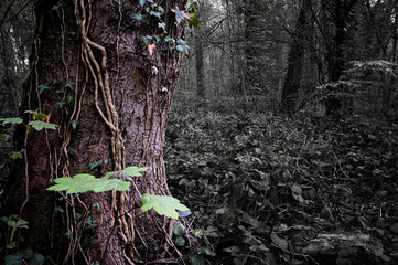 Ivy climbing a sycamore tree trunk, Clinker Wood, Renishaw, North East Derbyshire