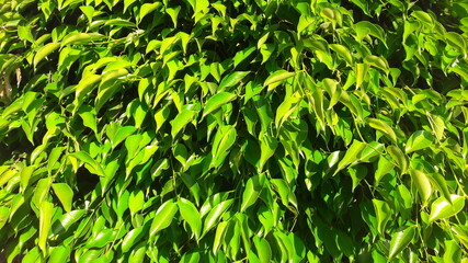 green grass background