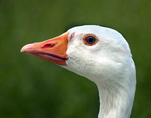 A white goose portrait taken at close range, Poolsbrook country Park, North East Derbyshire