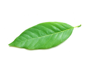 green leaf isolated on white