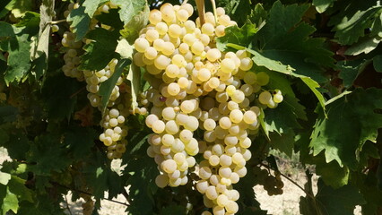 Verdicchio dei Castelli di Jesi