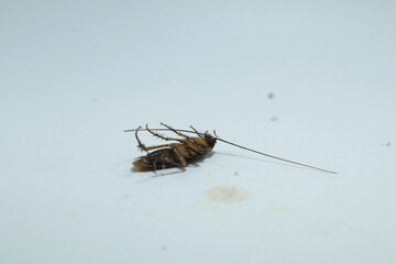 Cockroaches are disgusting and omnivorous creatures, a primitive animal that many fear is a source of germs, preferring to live in damp places- with on white background