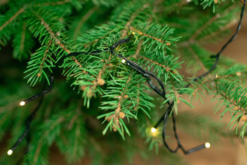 Natural green spruce twig background or texture