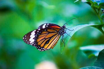 Fototapeta na wymiar Monarch Butterfly - A monarch butterfly feeding on flowers in a Summer garden. 