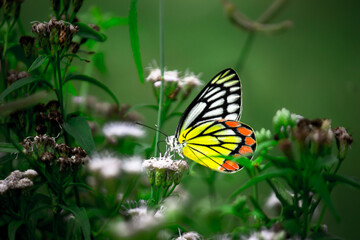 Jezebel Butterfly or (Delias eucharis) resting on the Royal Poinciana flower plant in a soft green background
