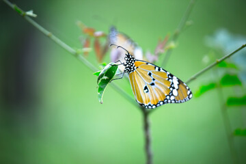  Close up of Plain Tiger (Danaus chrysippus) butterflies resting on the flower plants with a nice soft green blurry background.
