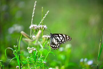  Blue spotted milkweed butterfly or danainae or milkweed butterfly resting on the plants during springtime
