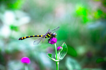  Dragonfly resting on the flower on a beautiful natures background
