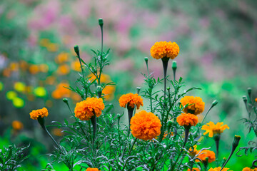  Tagetes is a genus of annual or perennial, mostly herbaceous plants in the sunflower family Asteraceae, in full bloom in a natural environment and isolated 
