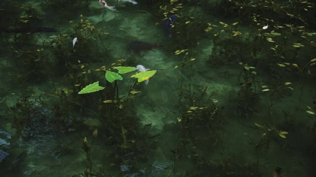 Many Japanese Koi Swimming through Nameless Pond in Seki, Gifu Japan