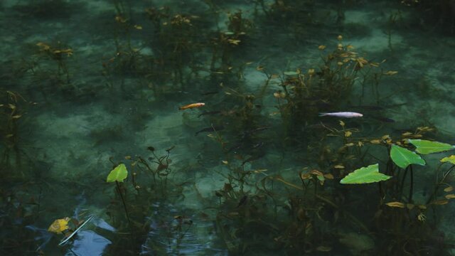 Beautiful clear Monet's Pond, Koi pond in Gifu Japan, Fish in Slow Motion
