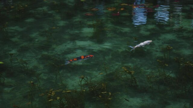 Beautiful Koi Swimming through Colorful Nameless Pond in Seki, Gifu Japan