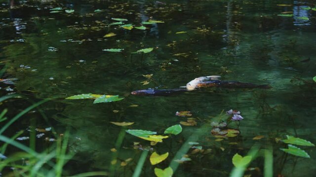 Koi fish swimming in pristine Monet Pond in Seki, Gifu Japan