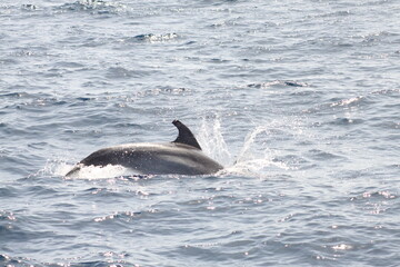 Obraz premium dolphin jumping out of water