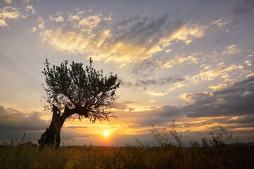 Fototapeta na wymiar Single Oak Tree Summer Sunset In Greci, Romania.