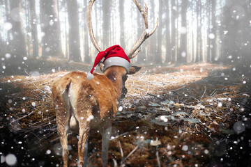 Hirsch mit Nikolausmütze bei Schneetreiben im Wald