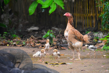 mother hen with her chicks