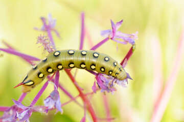 Labkrautschwärmerraupe auf einem Weidenröschen