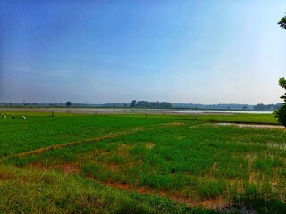 field and blue sky