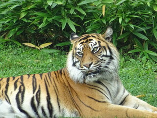 Fototapeta na wymiar Tigre
