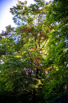 Deciduous trees in autumn colors of green and red