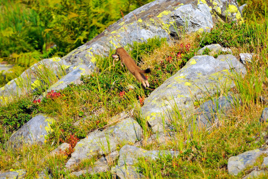 Mauswiesel mit Beute
