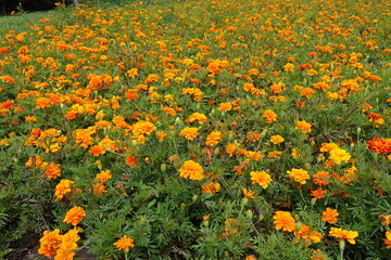 Fototapeta premium Loads of bright orange flowers of Tagetes patula in mid July