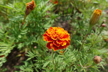 Orangey red flower head of Tagetes patula in mid July