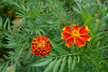 Scarlet red and yellow flowers of Tagetes patula in mid July