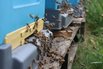Fototapeta na wymiar bees fly in the apiary at the end of August. Honey bees collect pollen in Poland's fields