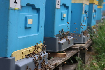Obraz na płótnie Canvas bees fly in the apiary at the end of August. Honey bees collect pollen in Poland's fields