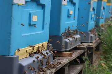 bees fly in the apiary at the end of August. Honey bees collect pollen in Poland's fields