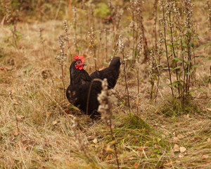 Small black hen on pastry