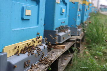 Obraz na płótnie Canvas bees fly in the apiary at the end of August. Honey bees collect pollen in Poland's fields