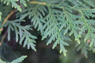 Thuja leaves