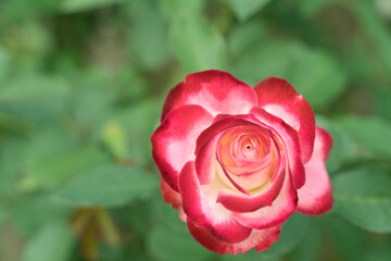 red rose bud