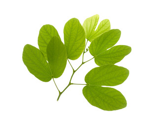  green leaves isolated on a white background