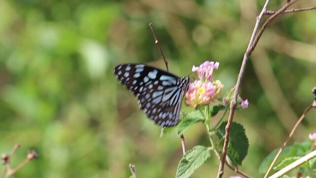 Butterfly fluttering on a flower