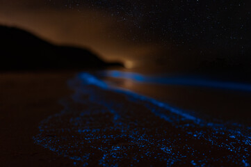 Bioluminescence Denmark